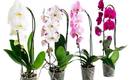 6 проблем, неизбежных при росте орхидей и их решение