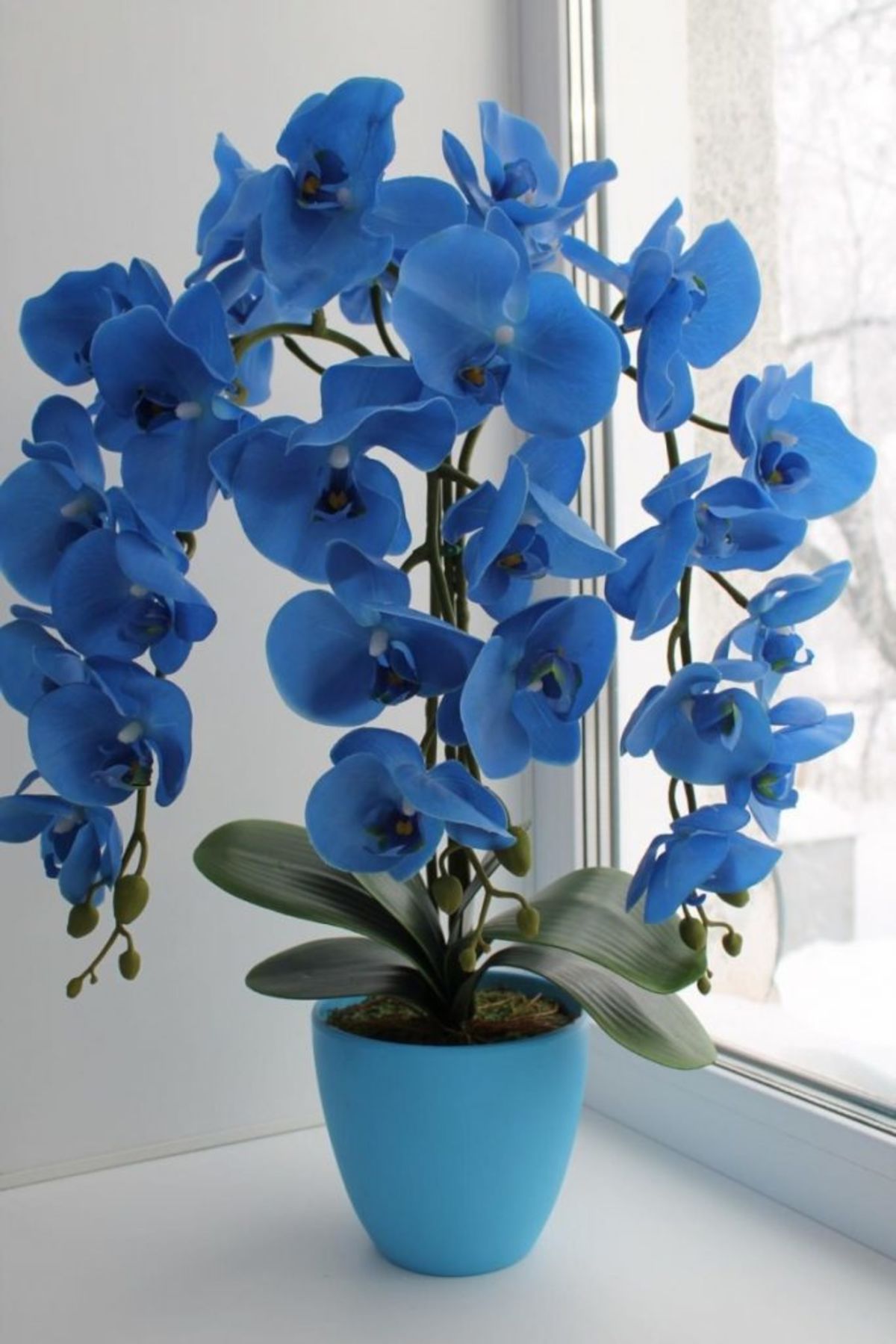 Голубая орхидея Royay Blue – уход и альтернативы цветку - archidea.com.ua