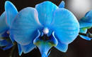 Голубая орхидея Royay Blue – уход и альтернативы цветку