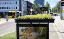 Крыши автобусных остановок в Голландии засеяны цветами для пчел
