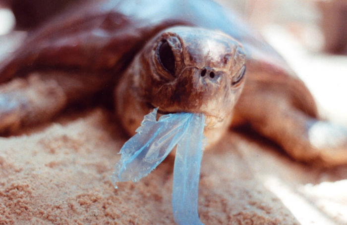 Загрязнение природы пластиковыми пакетами. Источник фото: http://veganstvo.info