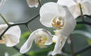Почему орхидея не цветет? 5 ошибок в уходе