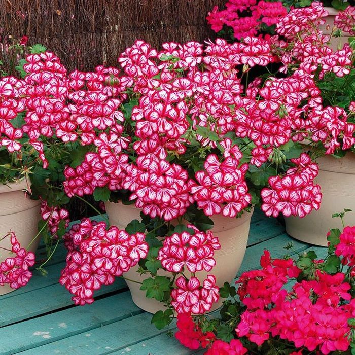 Источник фото: http://www.vashsad.ua/plants/room_plants/about_flowers/care/show/9737/