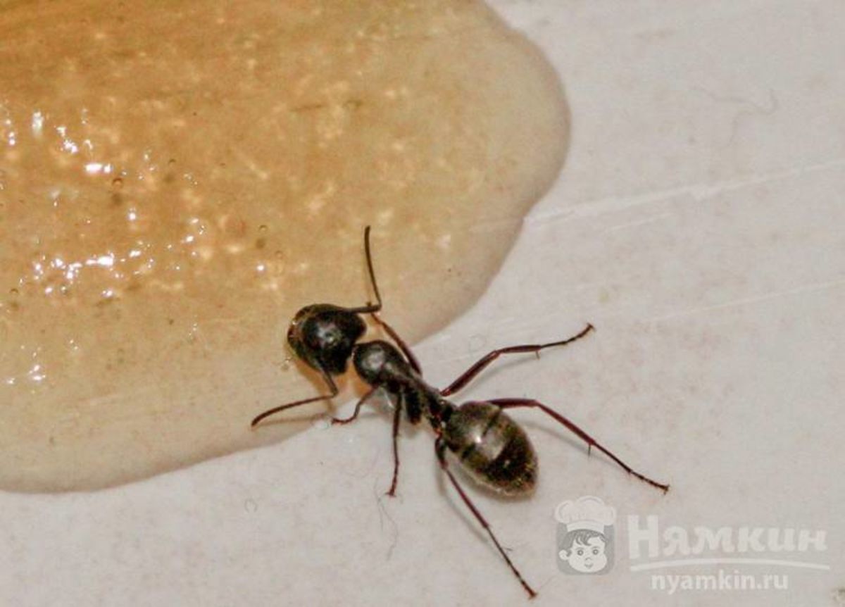 Как быстро избавиться от муравьев в доме. Домашний муравей. Черный муравей. Маленькие черные муравьи. Муравей домашний черный.