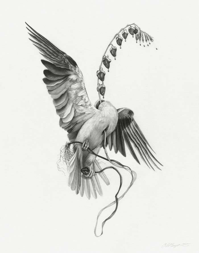 Птицы в рисунках Кристины Мрозик (Christina Mrozik)