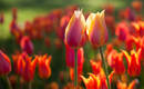 Цветник из тюльпанов: идея украшения дачного участка