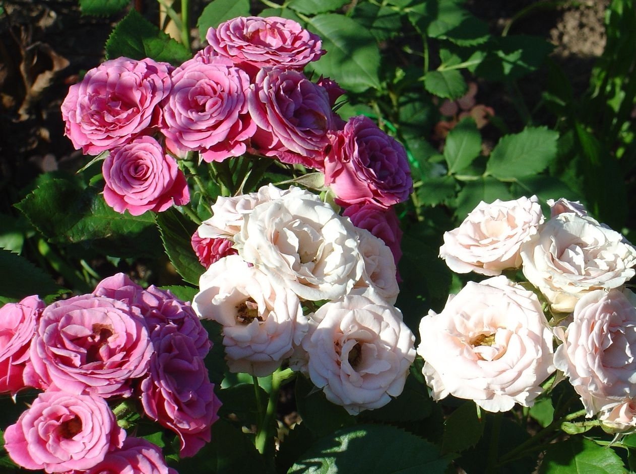 Роза маргарет мерилл флорибунда фото и описание
