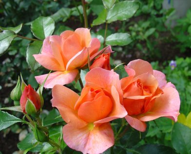 Роза Лаура: особенности и характеристика сорта, правила посадки, выращивания и ухода, отзывы
