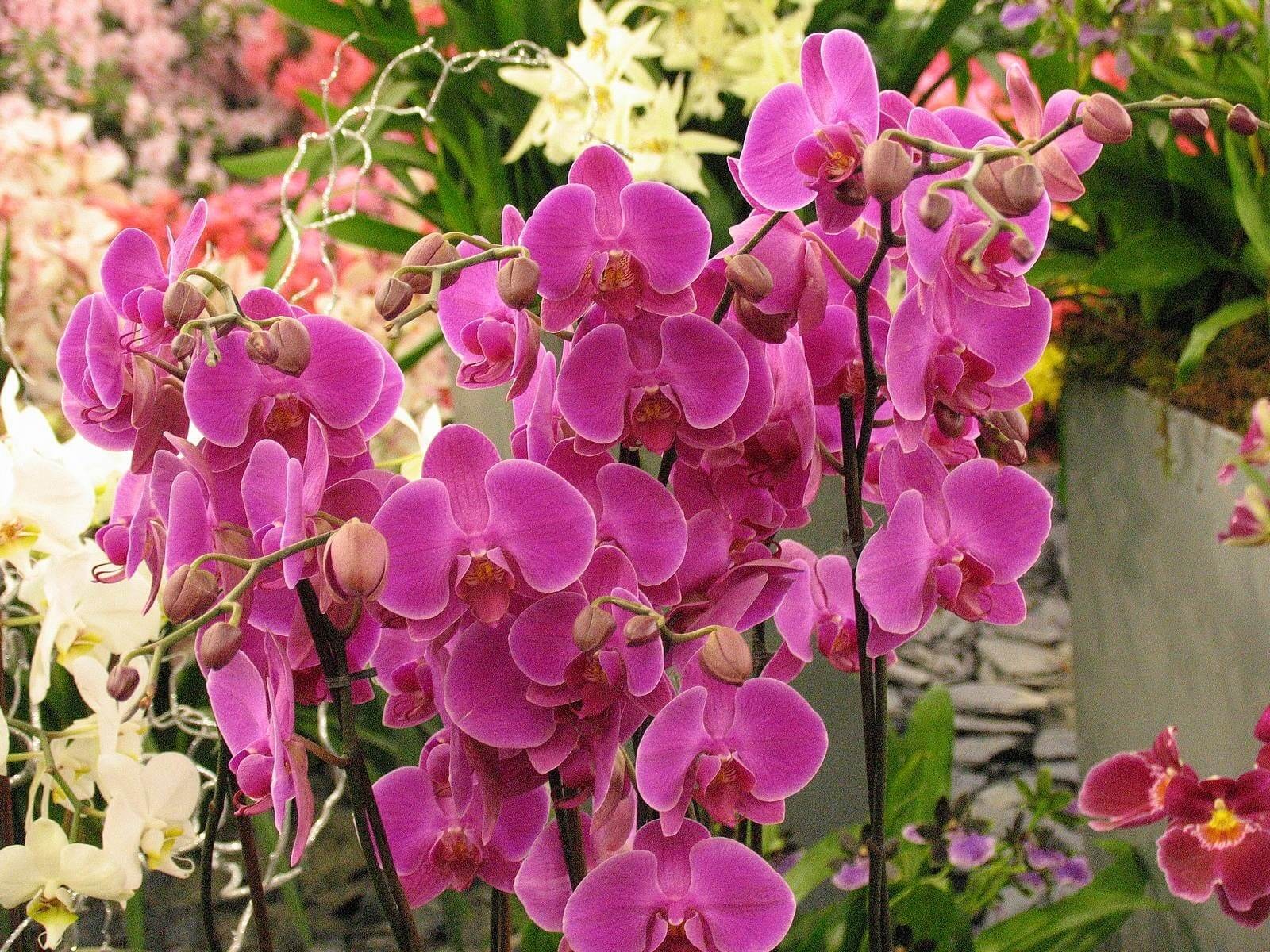 Фото красивой орхидеи фаленопсис в саду