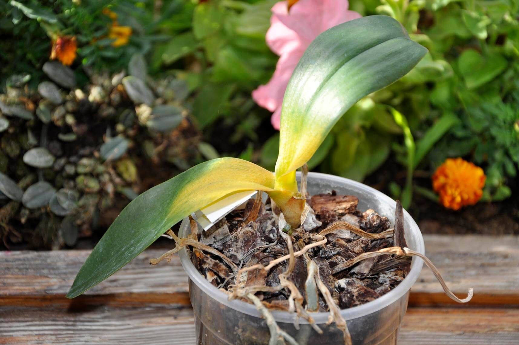 Орхидея, у которой гниют корни