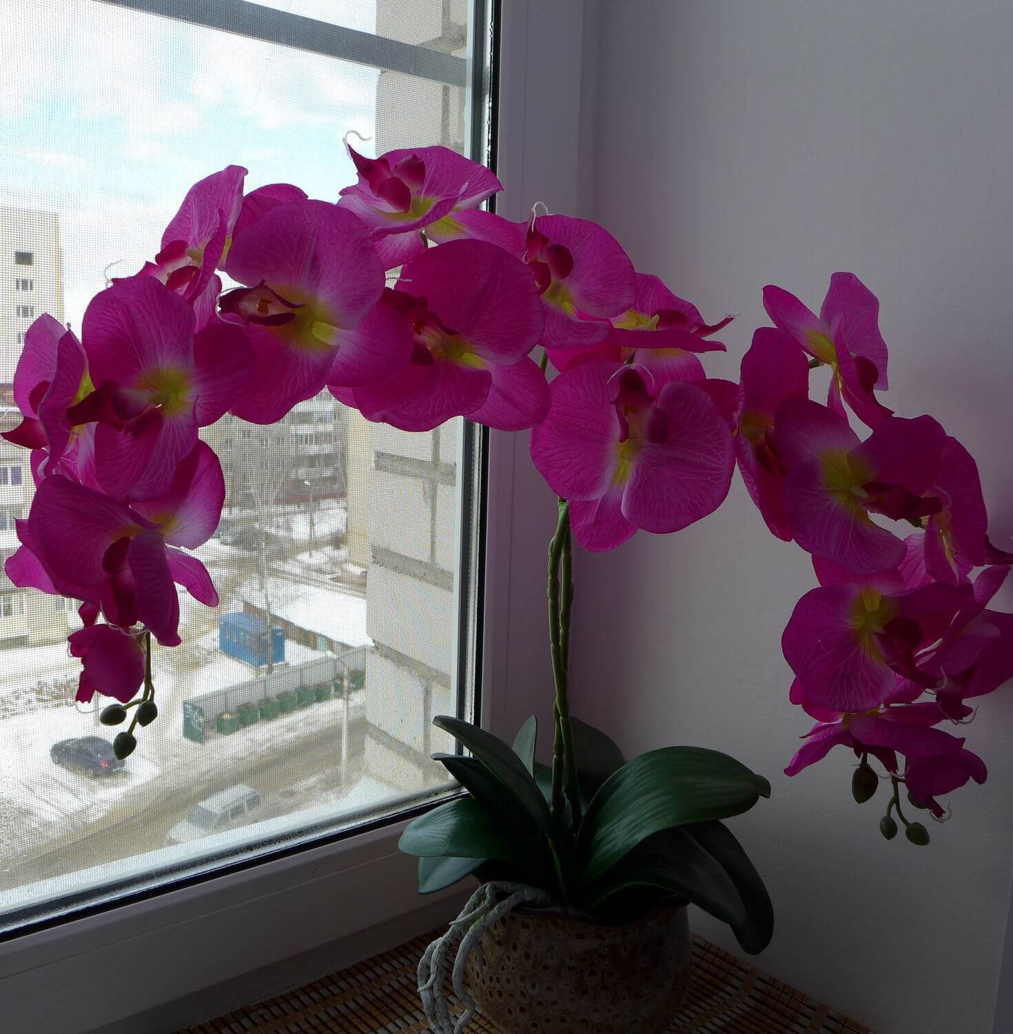 Фото Королевской орхидеи фаленопсис