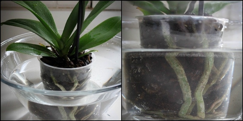 Процесс полива орхидеи Фаленопсис
