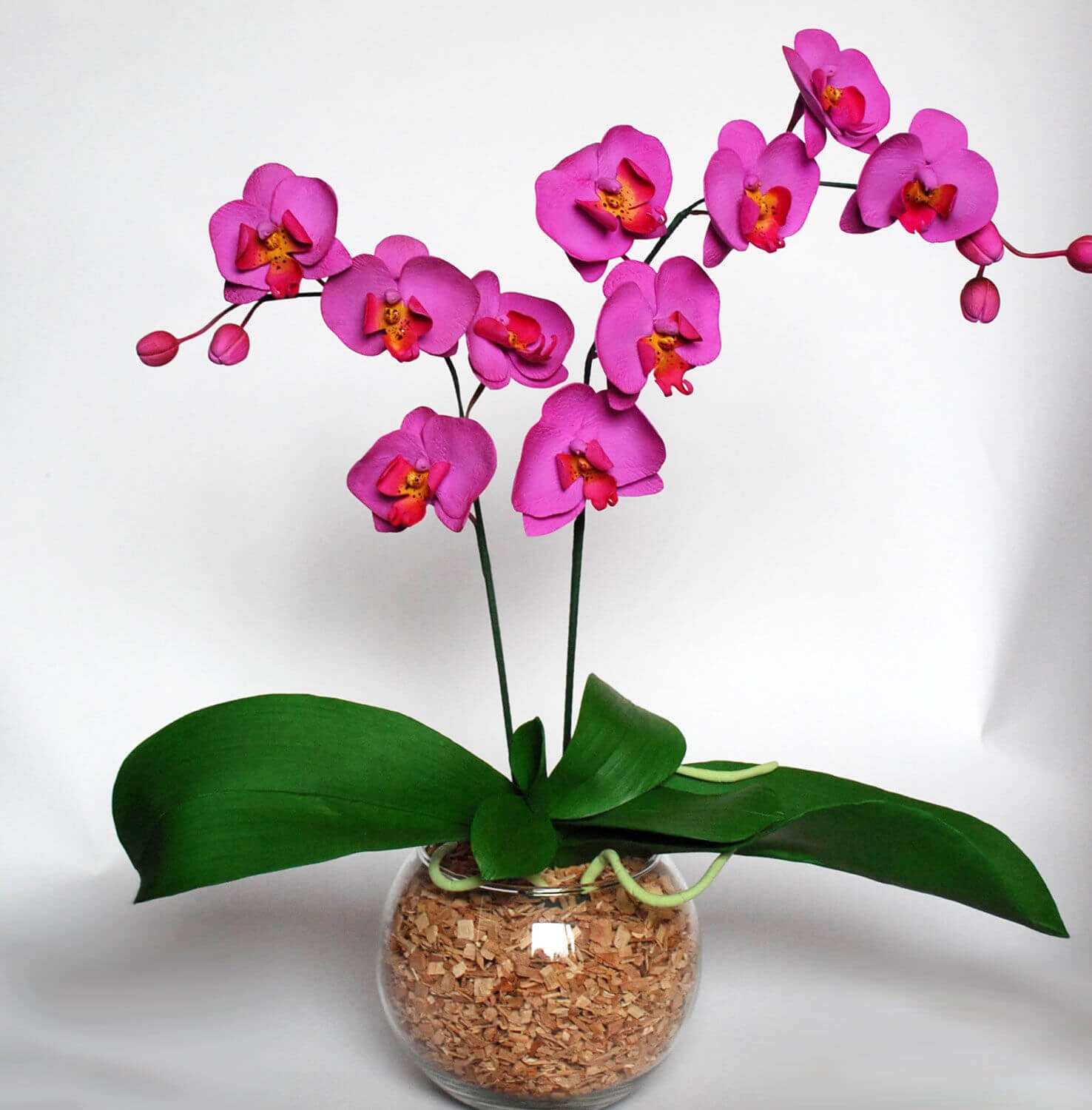 Фото фиолетовой орхидеи Фаленопсис в стеклянном вазоне