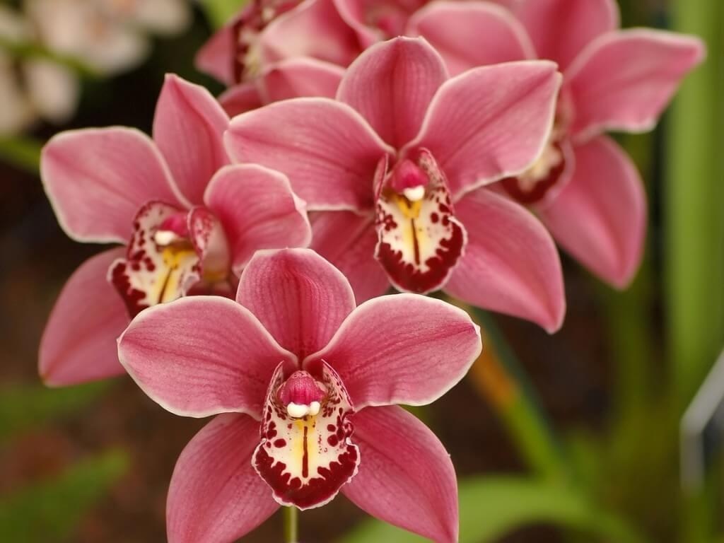 Фото орхидеи Фаленопсис крупным планом - 2