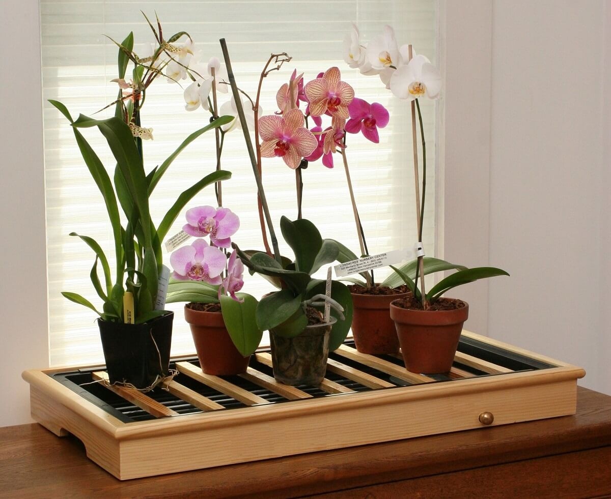 Пересаженная орхидея Фаленопсис