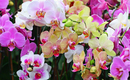 Орхидея фаленопсис: уход, болезни, виды, размножение