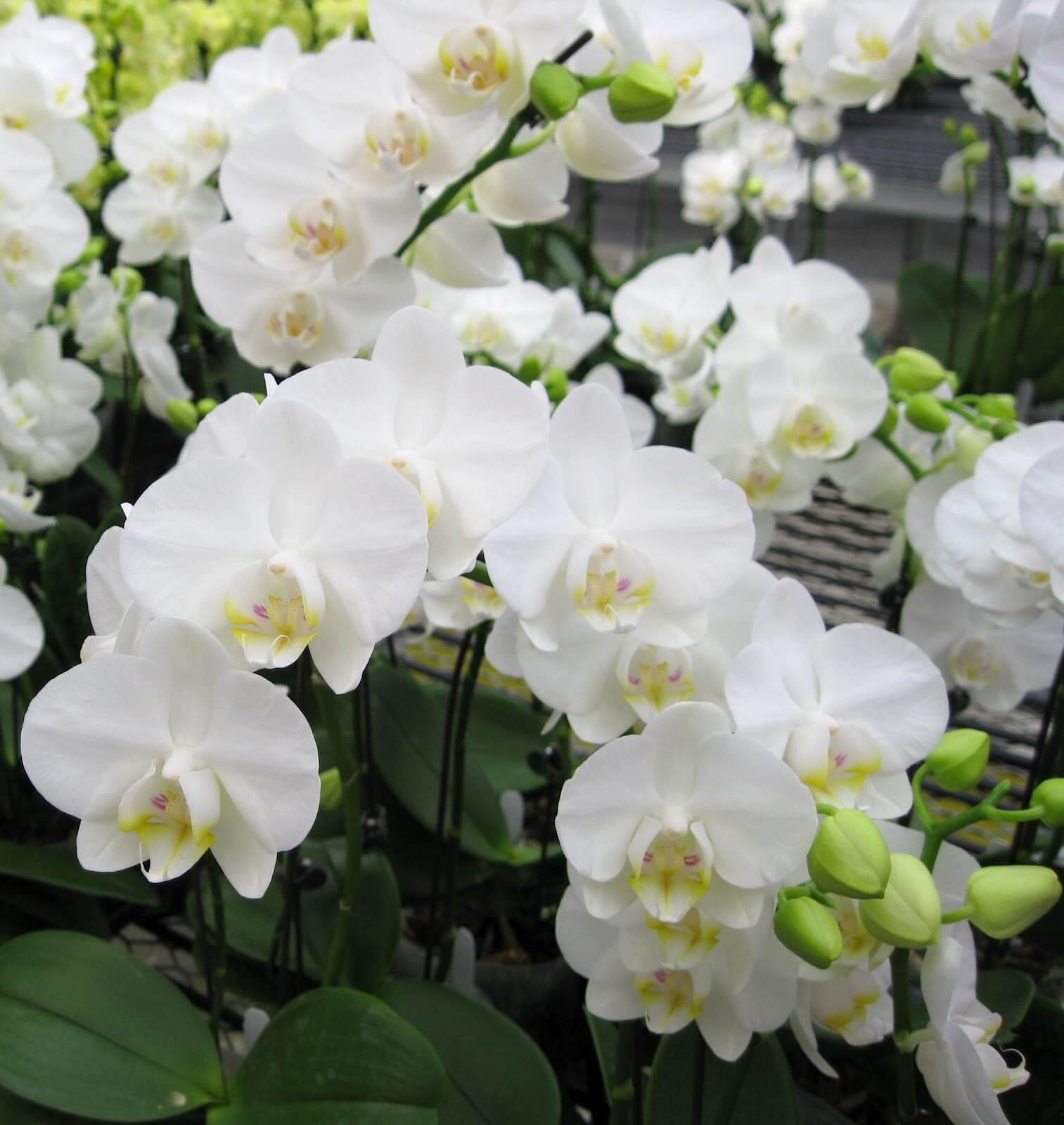 Фото орхидеи Фаленопсис крупным планом
