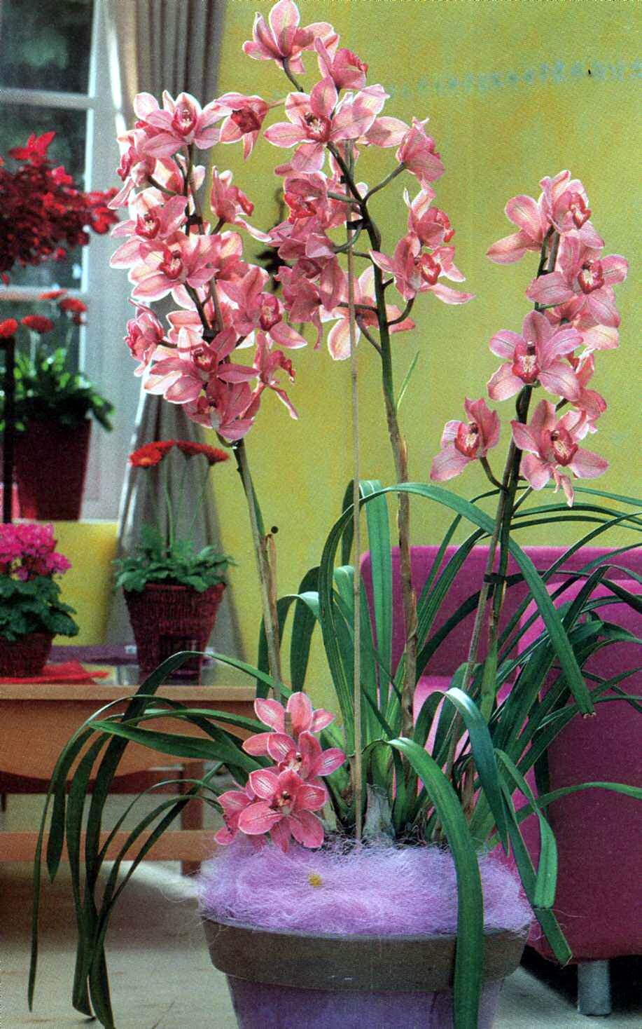 Фото орхидеи вида симподиальных