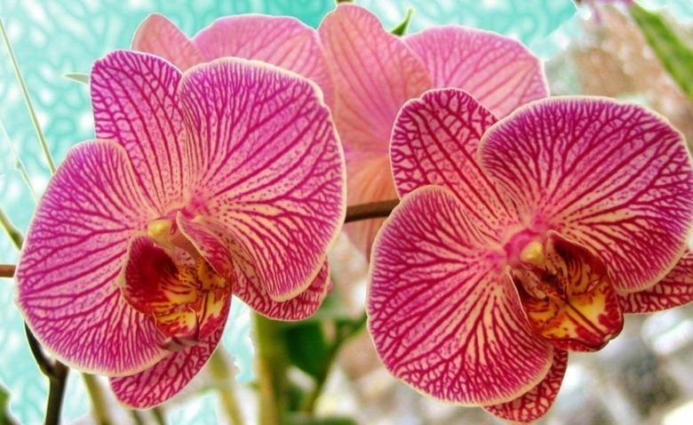 Фаленопсисы: названия цветов с фото | Всё об Орхидеях