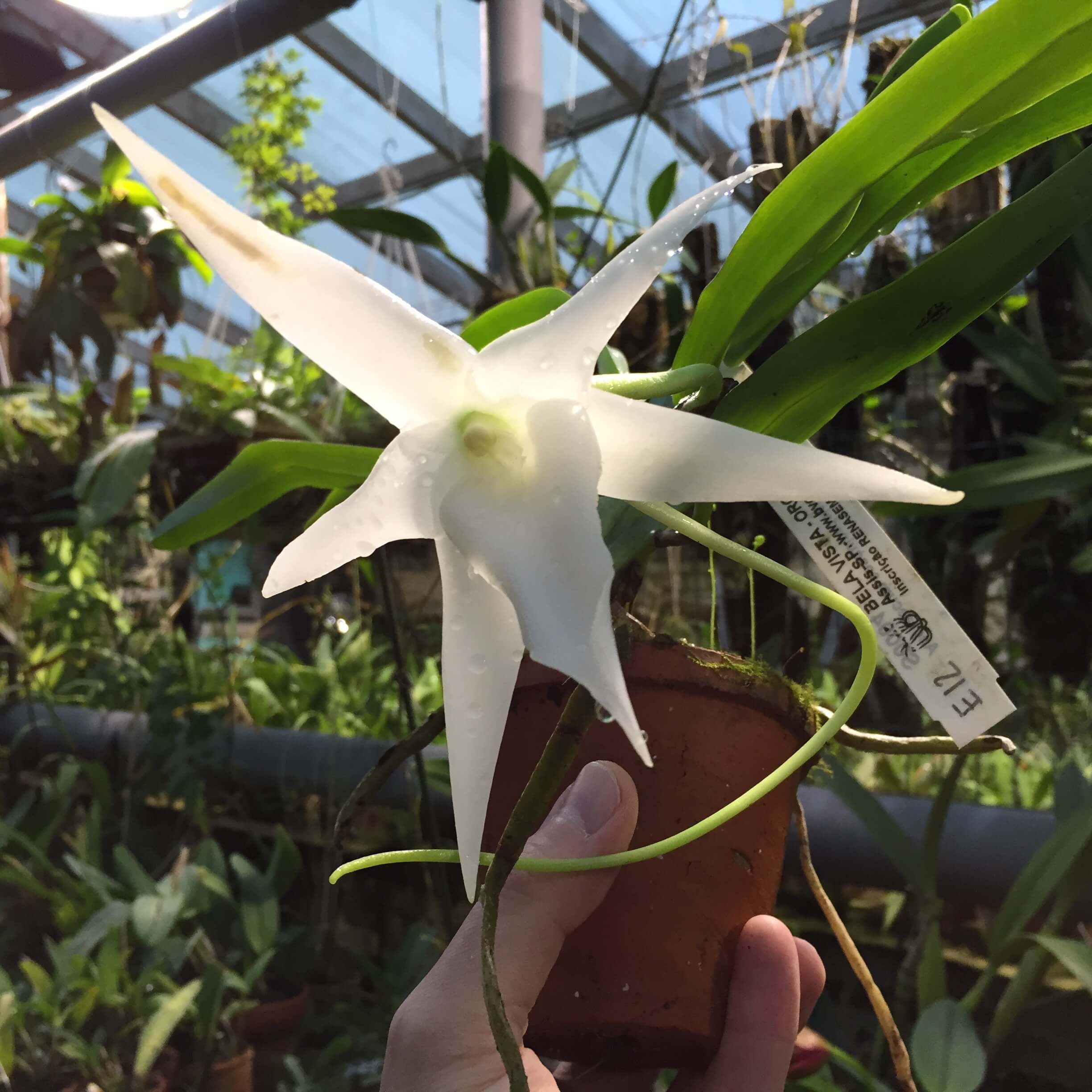 Фото орхидеи Дарвина