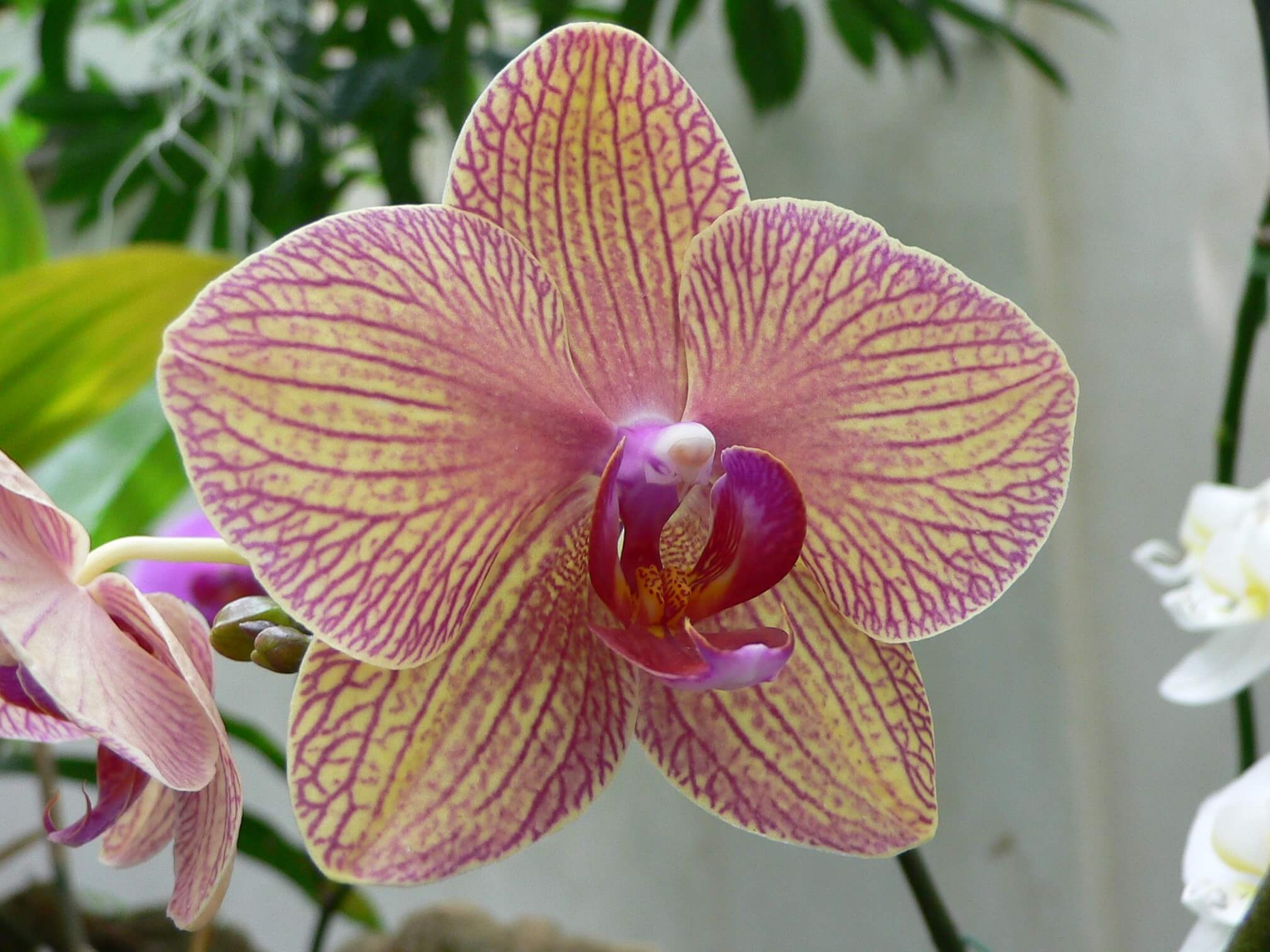 Виды и сорта орхидеи Фаленопсис