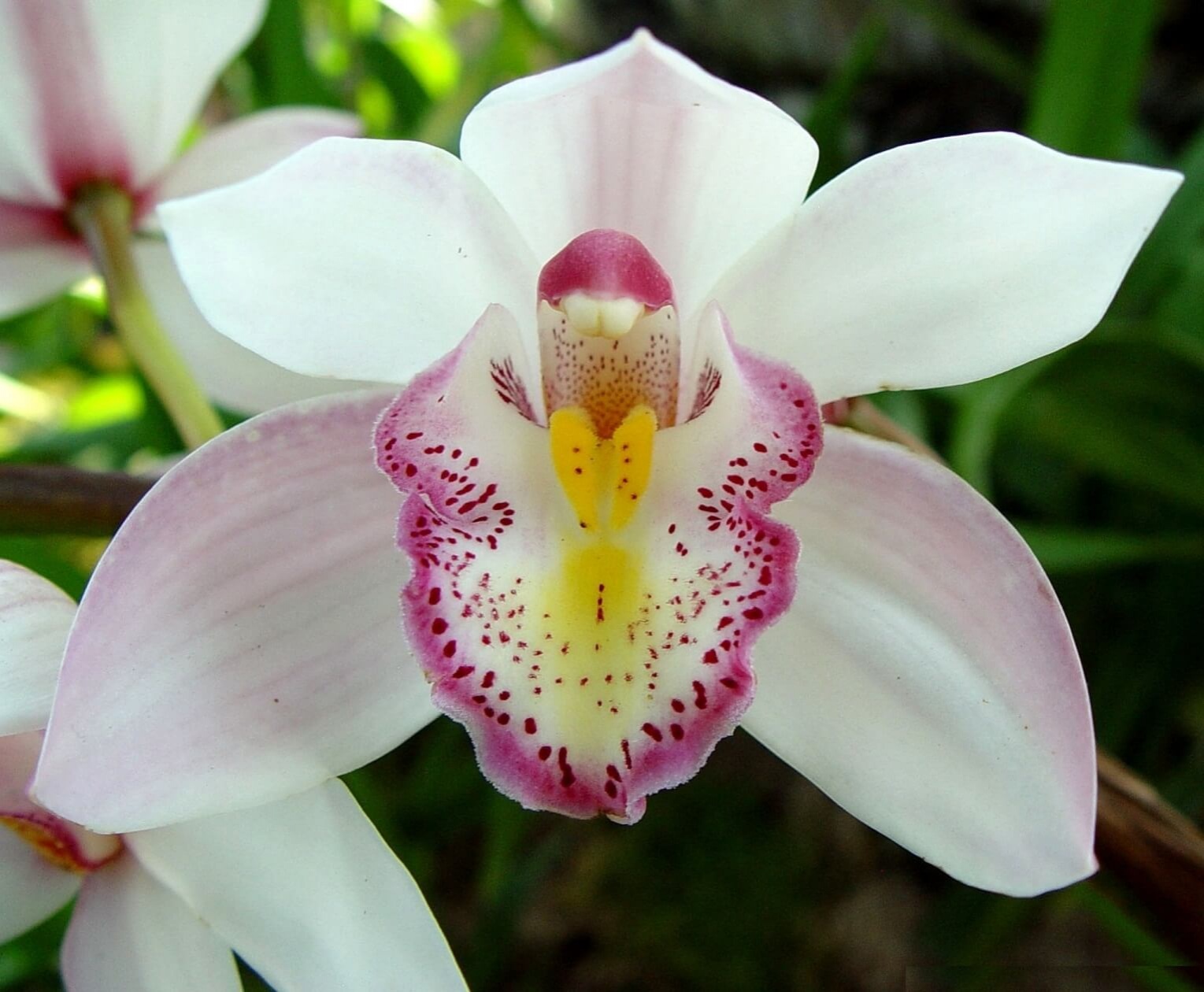 Фото орхидеи вида моноподиальных
