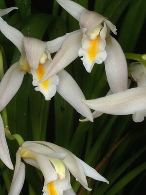 Цимбидиум Лоу - фото белой орхидеи