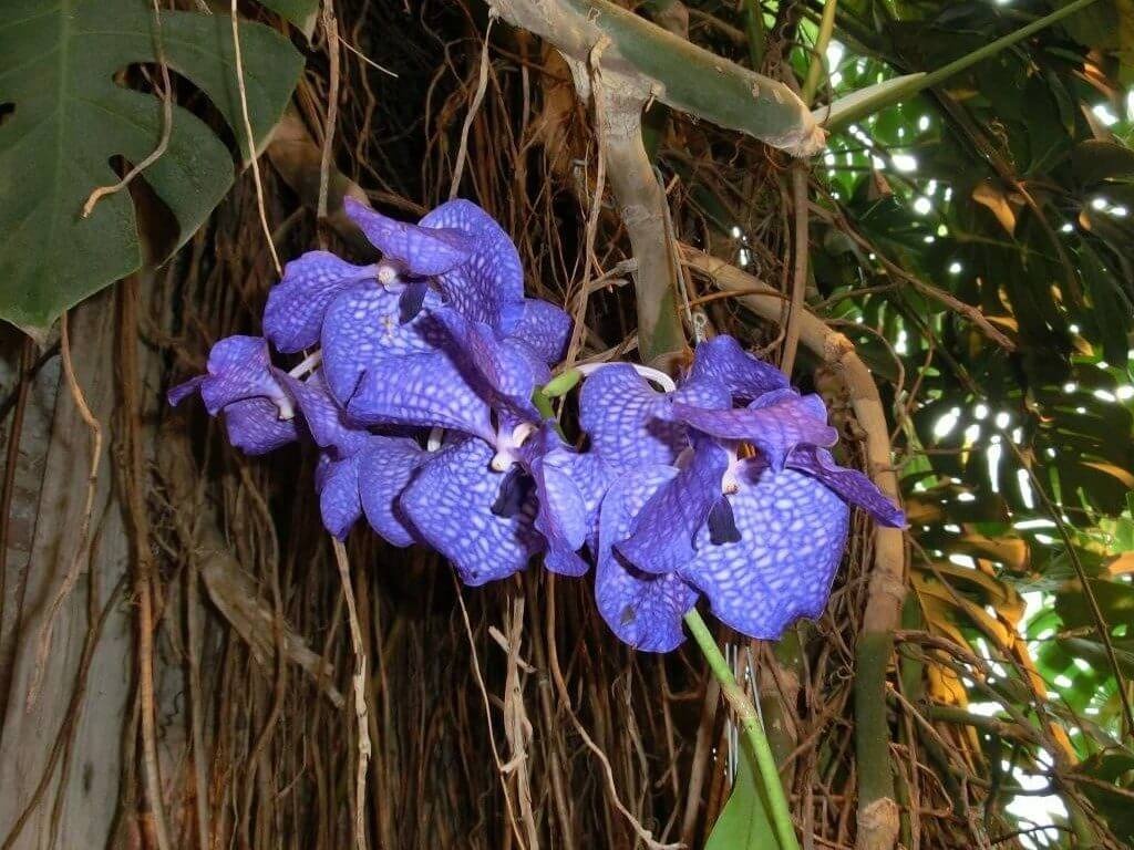 Фото орхидеи из семейства апостасивых