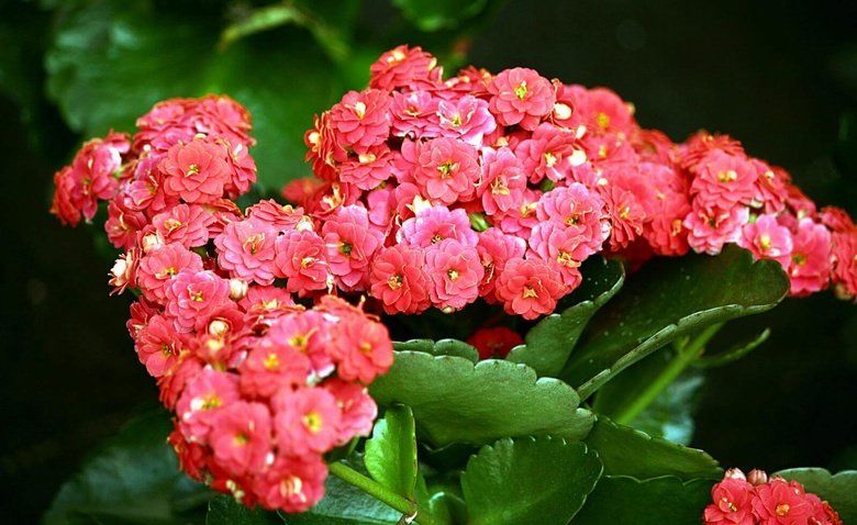 Каланхоэ Цветок Виды И Фото