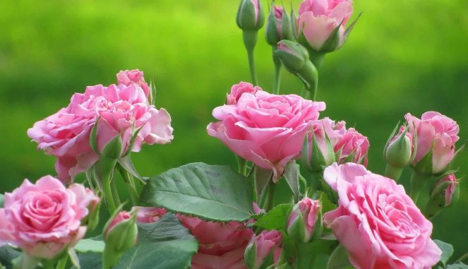 Фото красивой чайной розы крупным планом