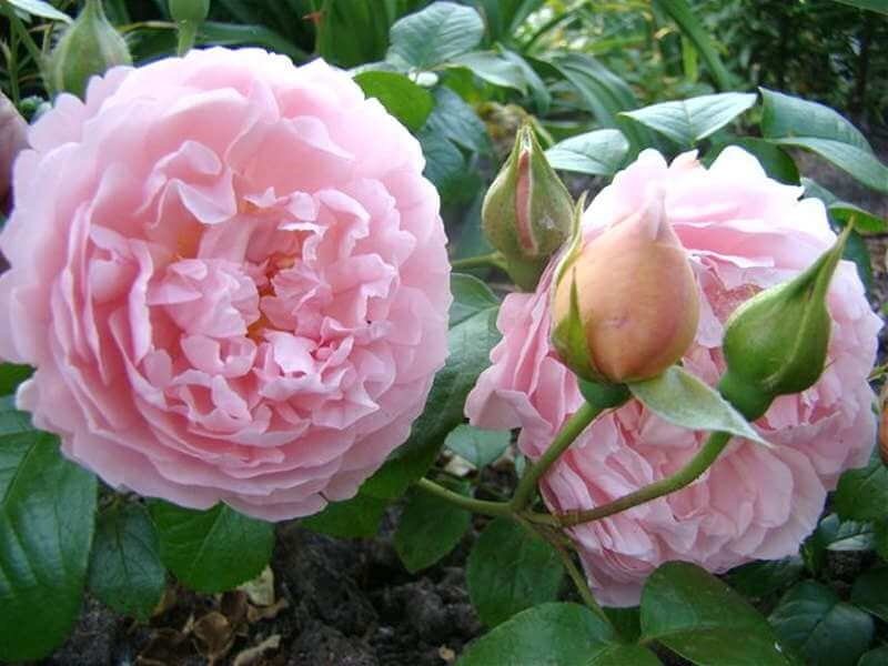 Фото чайной розы сорта Strawberry Hill