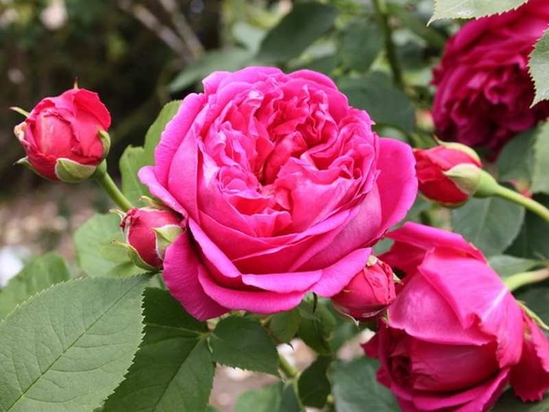 Фото чайной розы сорта Lady of Megginch