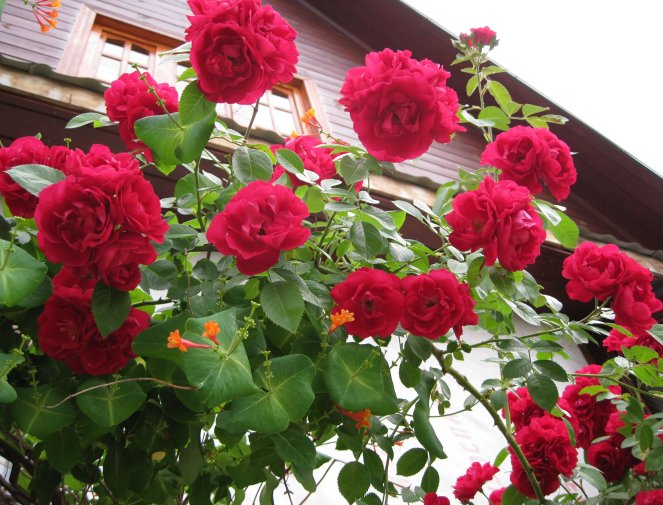 Фото сорванной чайной розы сорта Flammentanz