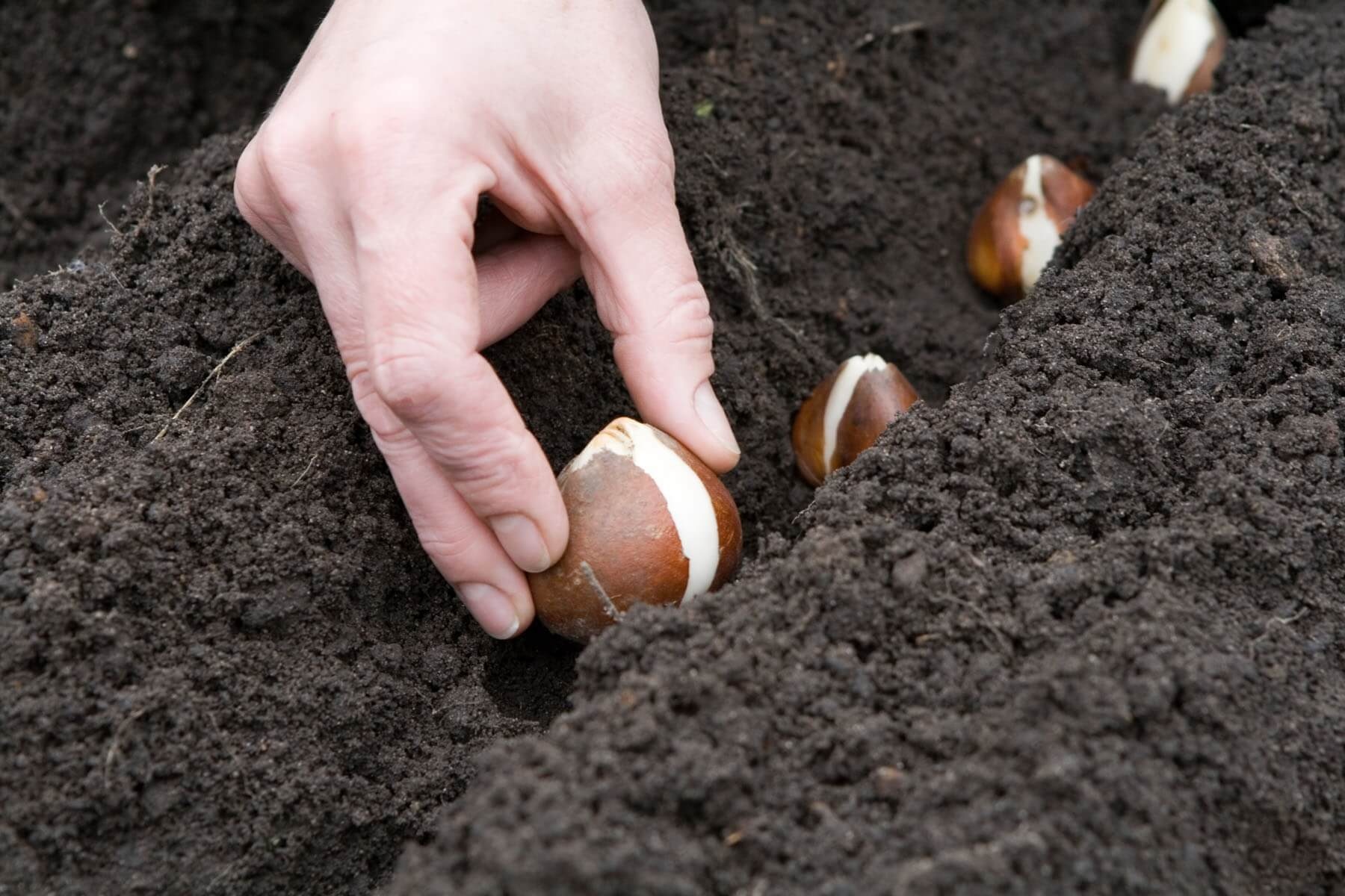Можно посадить тюльпаны весной в открытый грунт. Высаживание луковиц в грунт. Посадка тюльпанов. Посадка луковичных растений. Посадка луковиц тюльпанов.