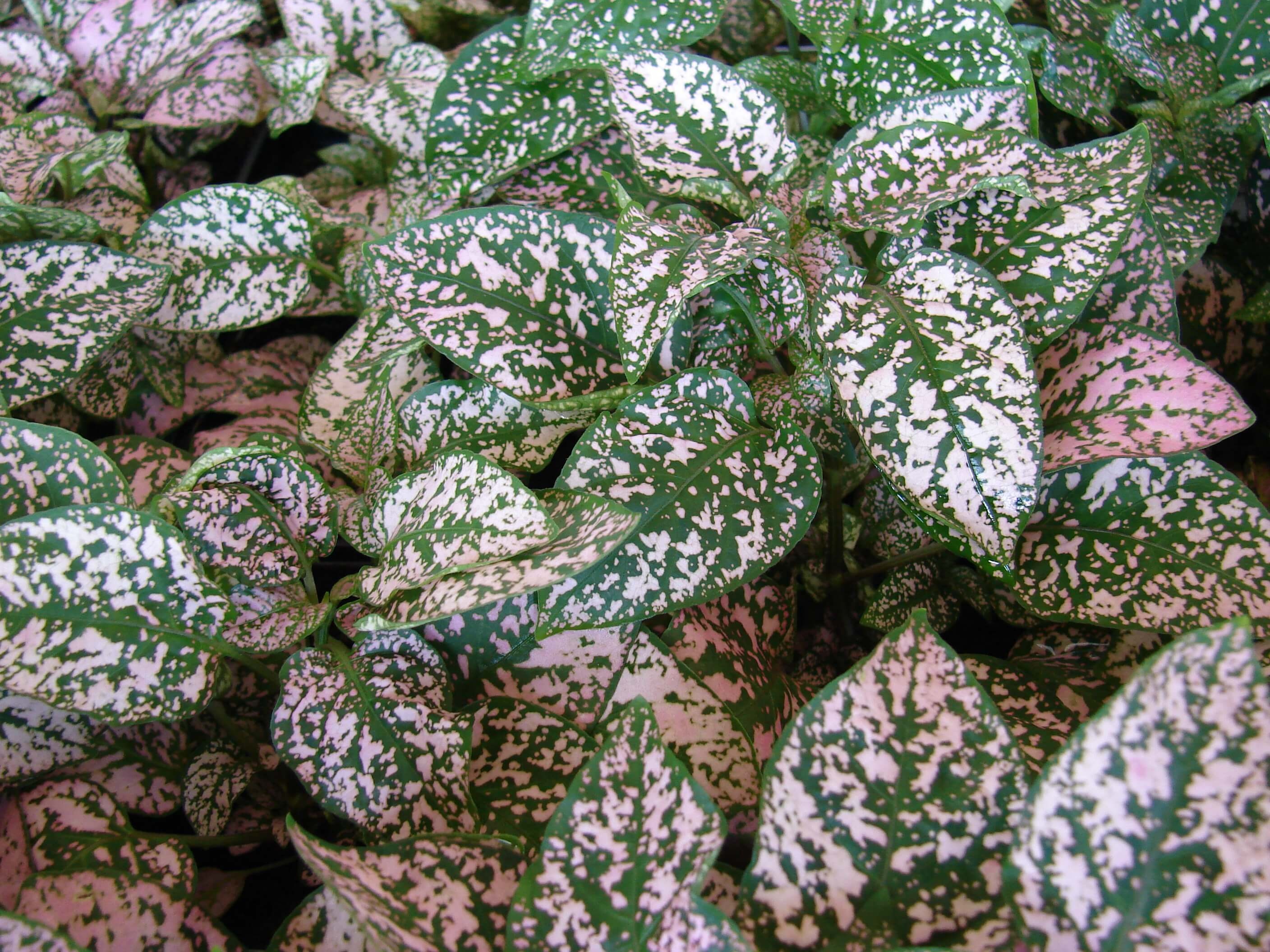 Пестрое комнатное растение. Гипоэстес листоколосниковый. Фиттония серебристожильчатая. Пилея гипоэстес. Гипоэстес аглаонема.