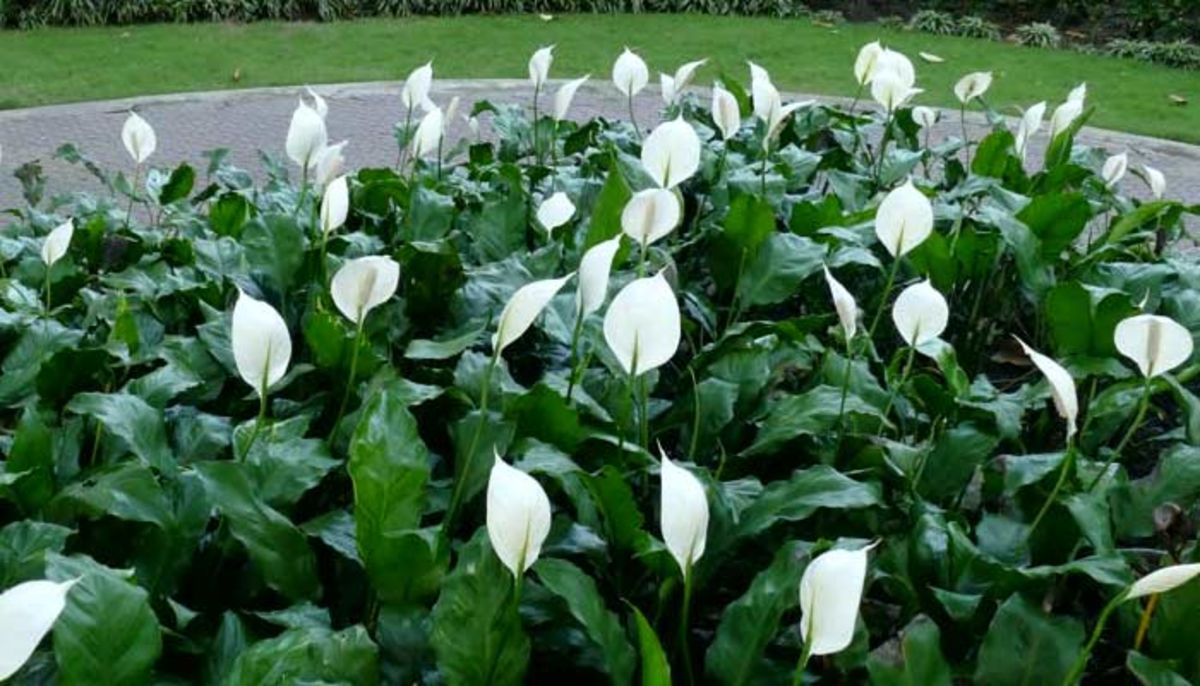 Цветок Зелено Белые Листья Фото