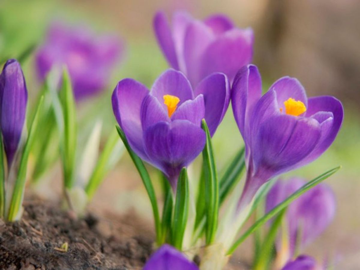 Цветы весной видео. Крокус Шафран весенний. Крокус Шафран цветок. Крокус Баррз Пурпл. Первоцветы крокусы.