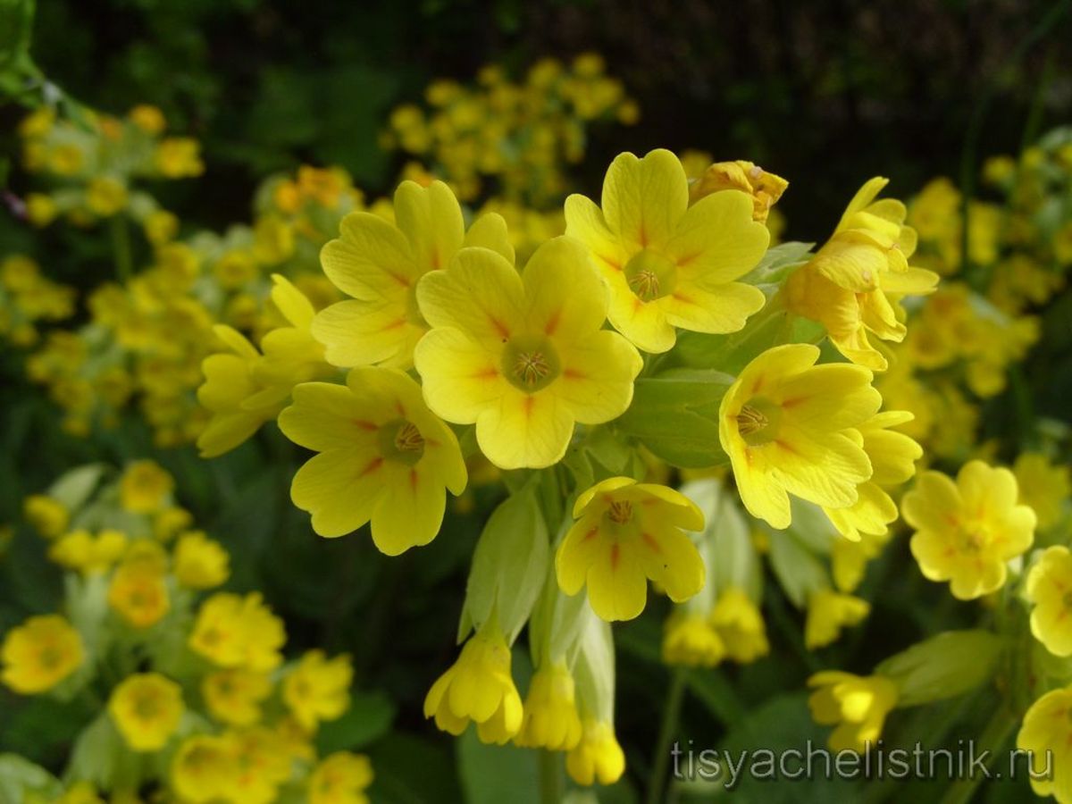 Желтые цветы ранней весной фото. Первоцветы примула Верис. Первоцвет крупночашечный. Примула цветок первоцвет весенний. Первоцвет крупночашечный примула.