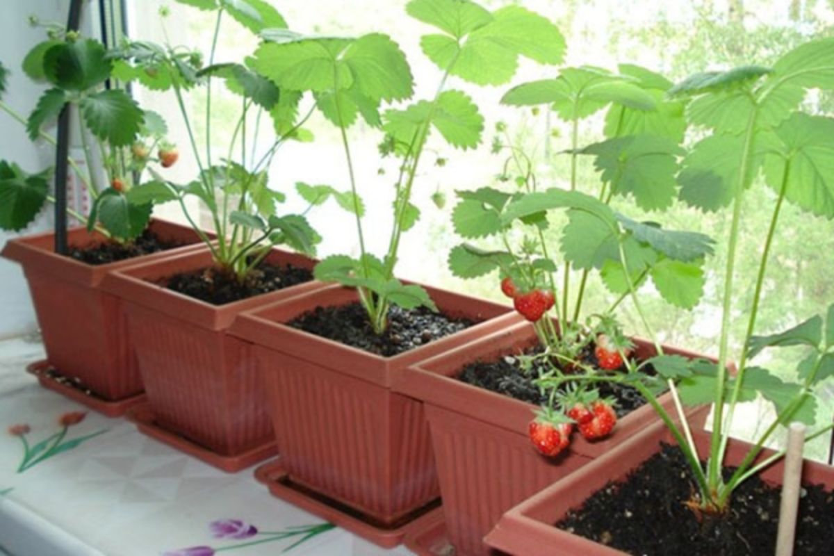 Время сажать клубнику на балконе – сорта, выращивание и уход -archidea.com.ua