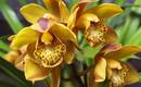 Пересадка орхидей: что делать, чтобы они снова расцвели